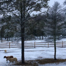 Farm View Ranch winter time