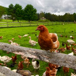 Farm View Ranch animals roaming the property