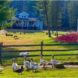 Farm View Ranch livestock