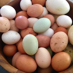 Farm View Ranch fresh eggs