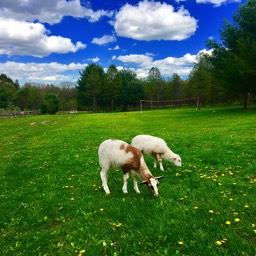 Farm View Ranch livestock